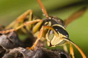 closeup of a yellow jacket