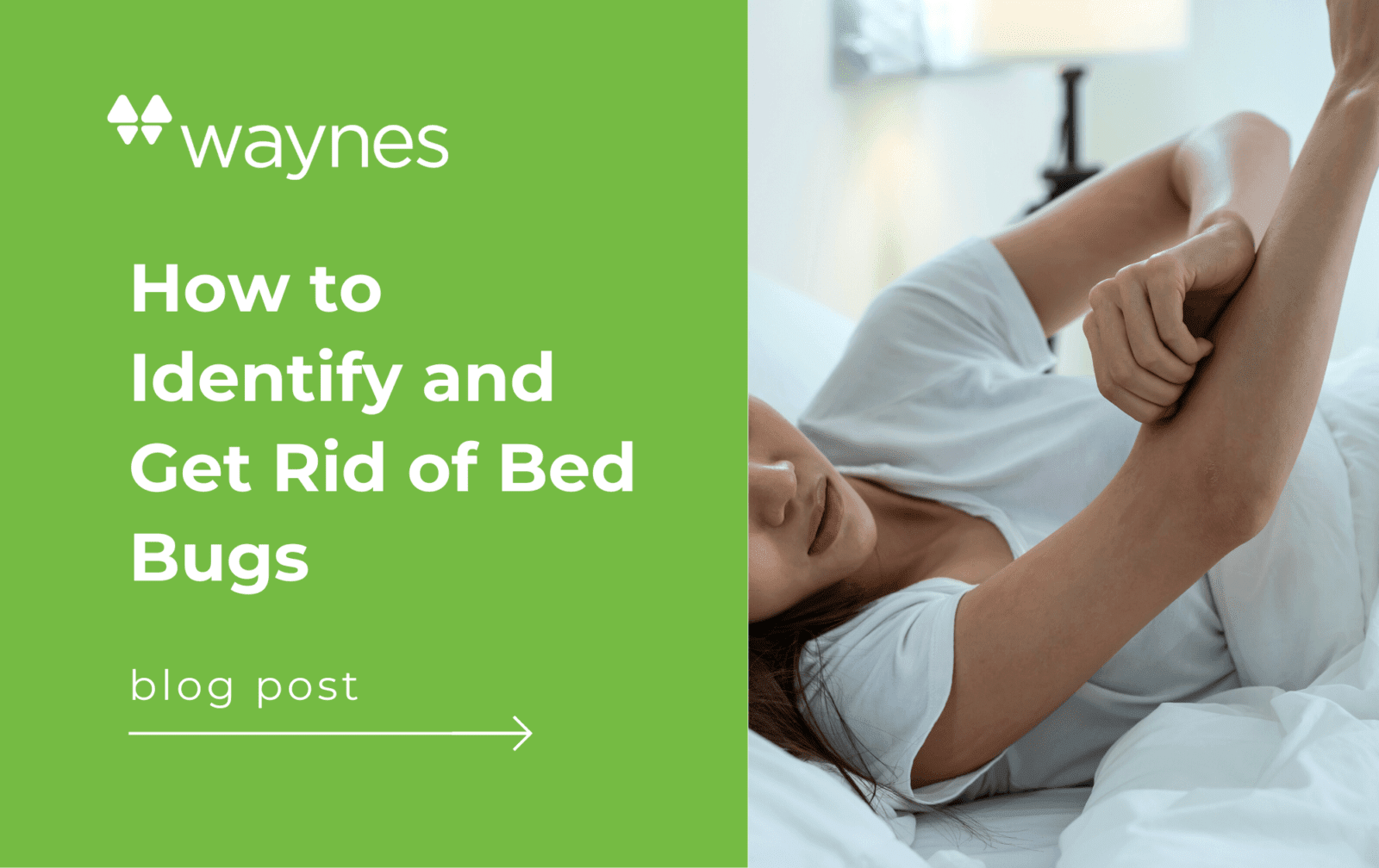How to Identify & Get Rid of Bed Bugs Waynes Pest Control