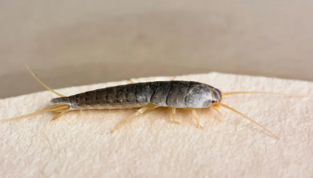 silverfish in closet
