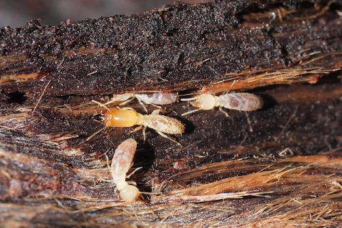closeup of subterranean termites closeup of subterranean termites