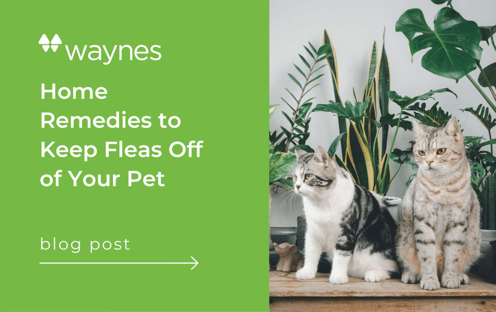 Home Remedies to Keep Fleas Off Pets - How To Keep Fleas Off Senior Cats With Cancer
