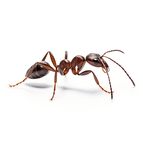 Ants_Services_Circle