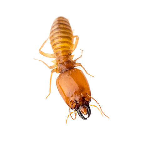 Termites_Services_Circle