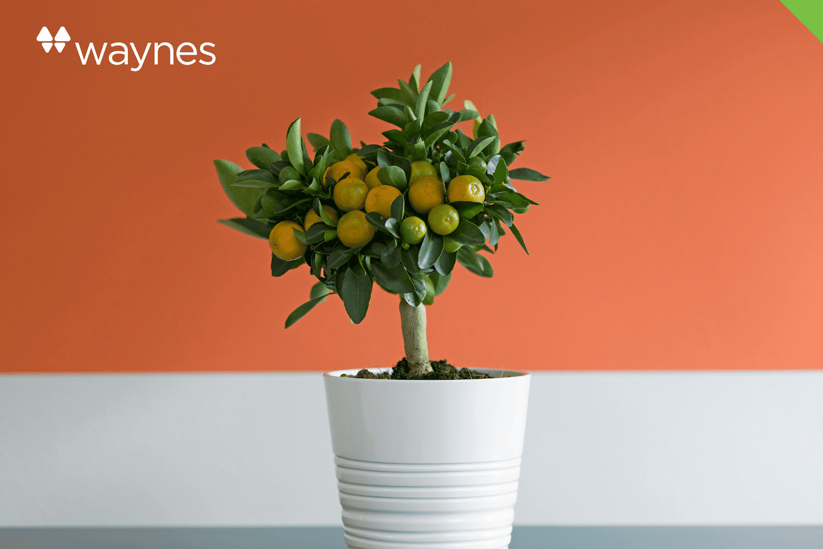 Bringing Outdoor Plants Inside for Winter