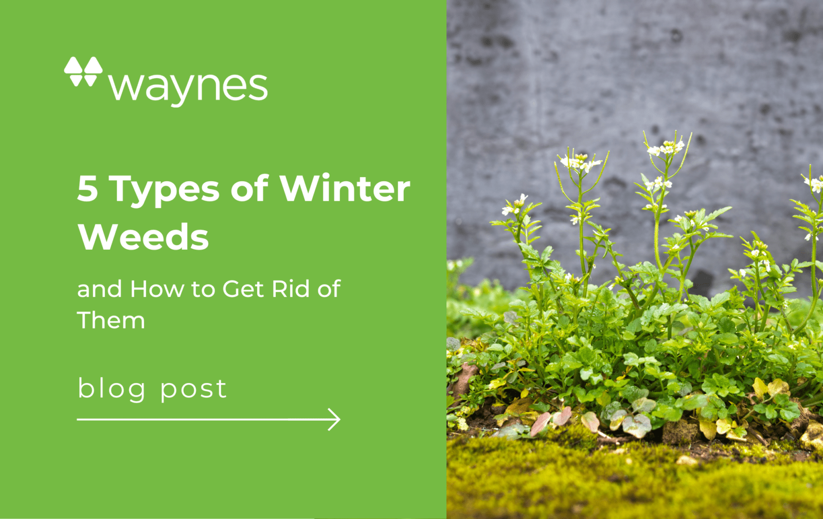 5 Types of Winter Weeds & How to Eliminate Waynes Lawn Care