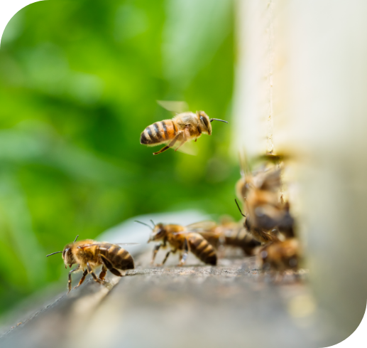 Bees_macro-slow-motion-video-working-bees-honeycomb-beekeeping-honey-production-image