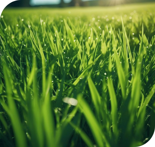 Greener Grass_fertilizing-lawn-green-grass-beautiful-lawn