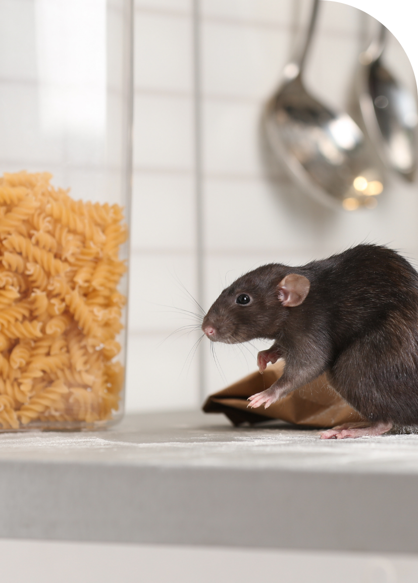 Hospitality_ Rodent Problems_pest-control-rat-in-kitchen rodent control