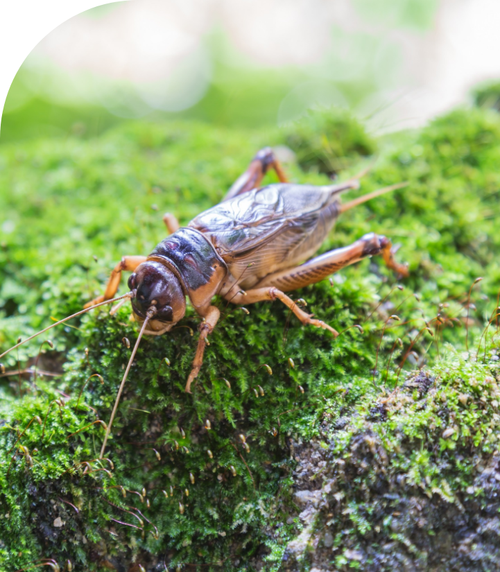Mole Cricket_common-insects-pest-control