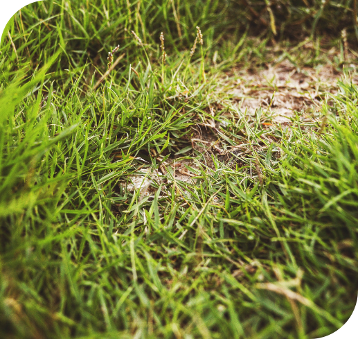 Mole-cricket-damage-dead-lawn-pest-control