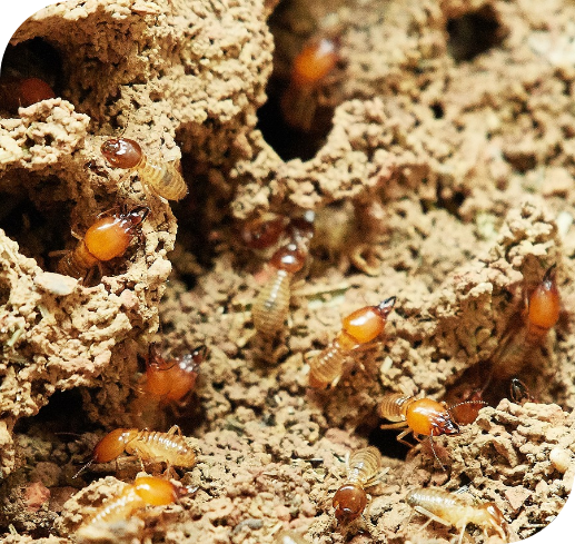 Targeting termites_colony-of-termites-pest-control