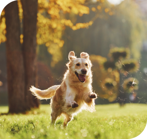 The Plus in Mosquito Plus_photo-motion-running-beautiful-golden-retriever-dog-have-walk-outdoors-park