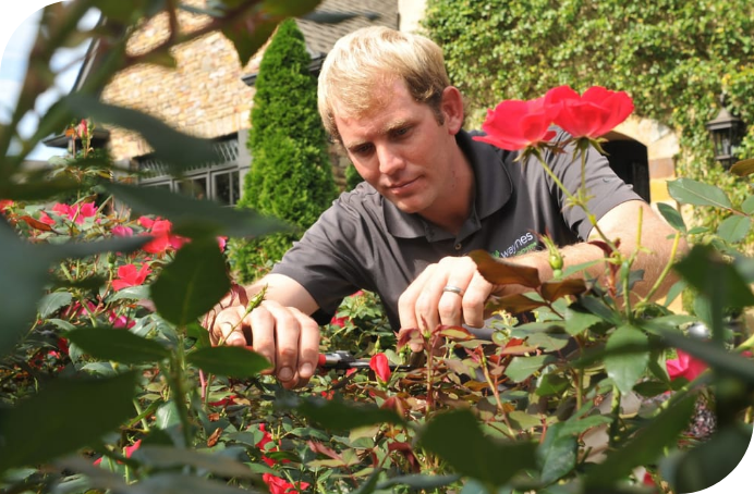 Waynes-Team_Searching-for-pests-in-flowers-lawn-service-pest-control