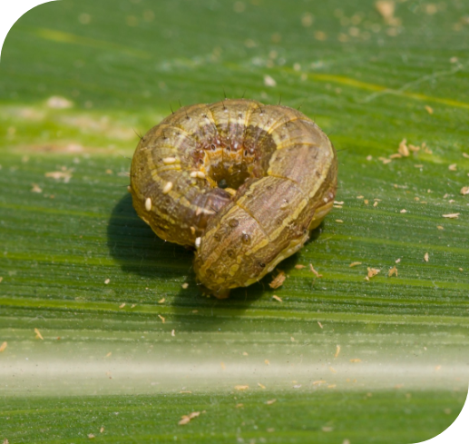 What-is-an-Armyworm_Treatment_lawn-services-pest-control