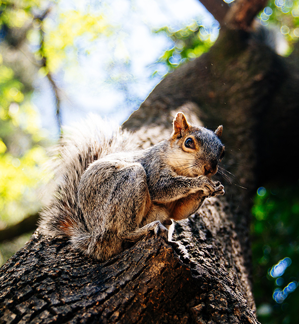 Wildlife-removal_squirrel-in-tree_pest-control