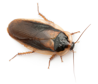 how-to-get-rid-of-cockroaches