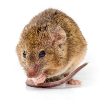 how-to-get-rid-of-rodents