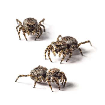 how-to-get-rid-of-spiders-in-your-home-or-business