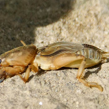 mole-cricket