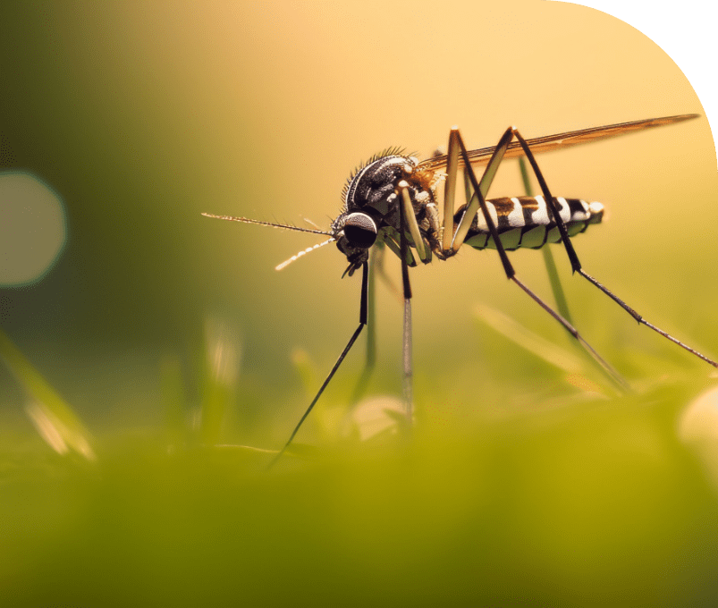 mosquito control