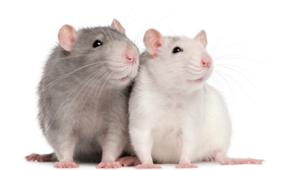 rodents-pest-control