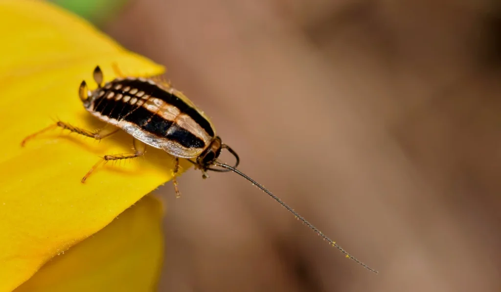asian cockroach