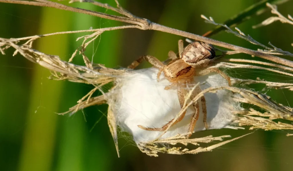 spider with egg sac