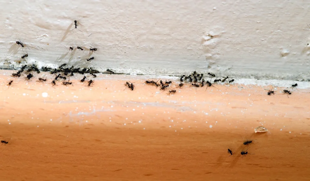 Ant Infestations in Nashville