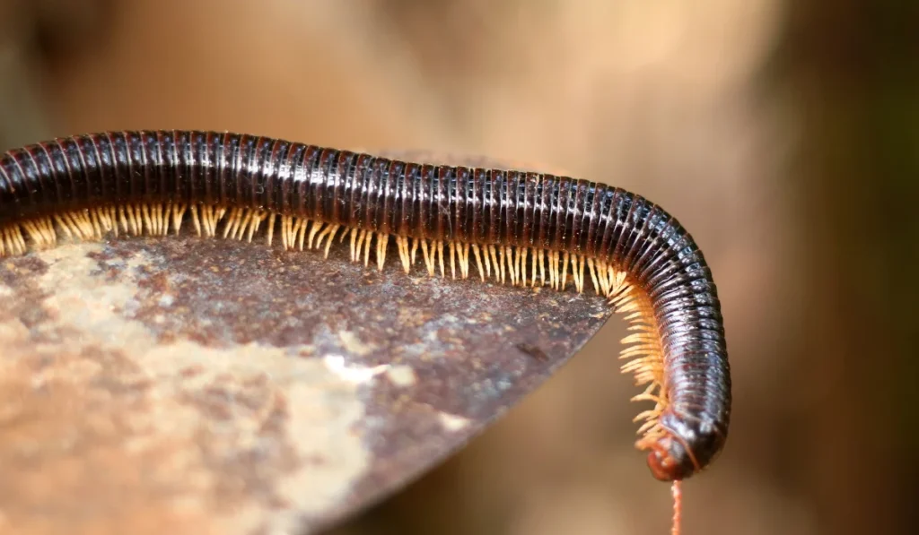 Millipede
