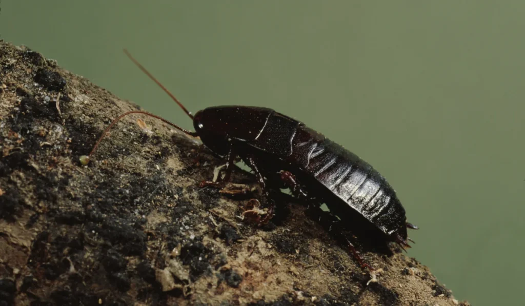 Oriental Cockroach