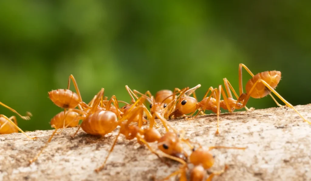 Red Imported Fire Ants