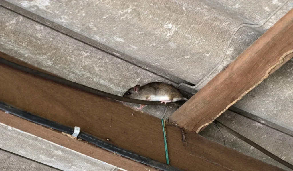 roof rat