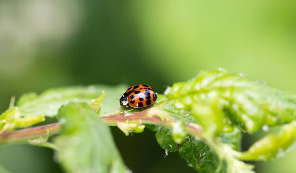 An Asian lady beetle sits on a large green leaf.