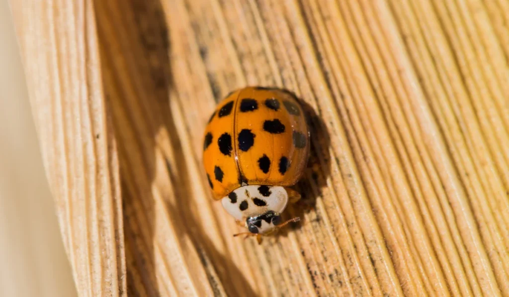 Asian lady beetle on a corn husk.