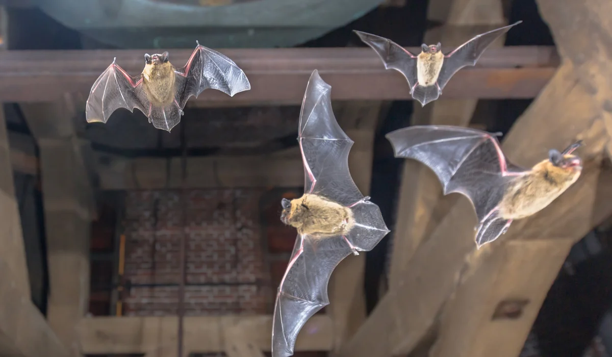 Bats in Attic: Signs, Health Risks, and Removal Guide