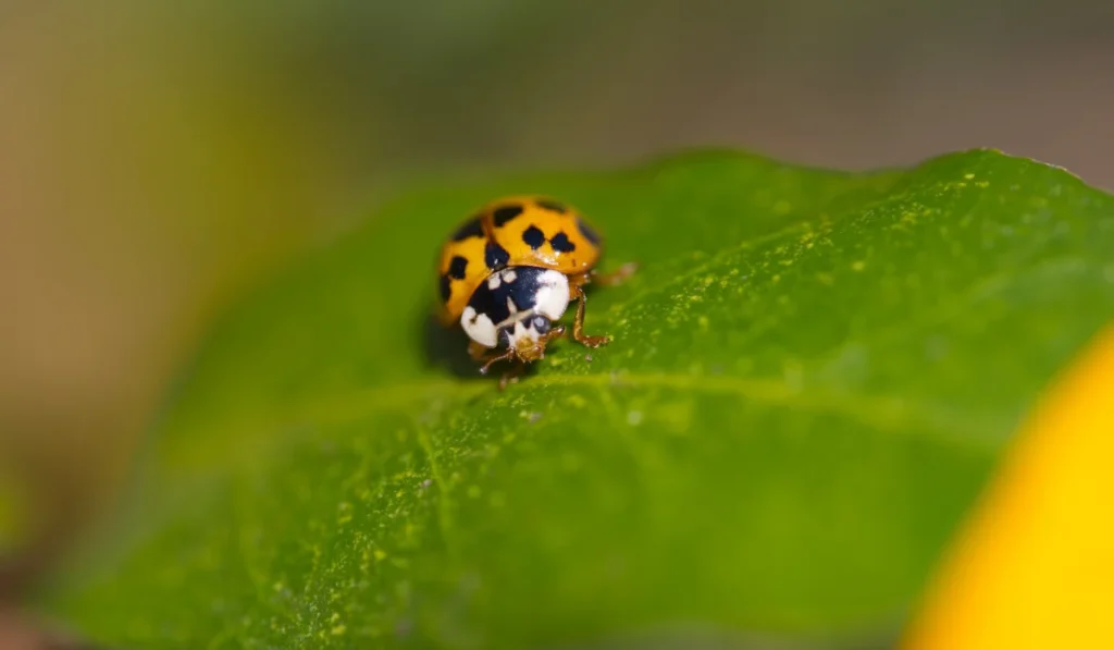 Closeup Multicolored Asian Lady Beetle