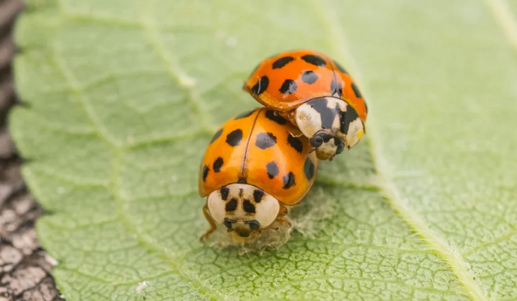 Two Multicolored Asian Lady Beetles mating