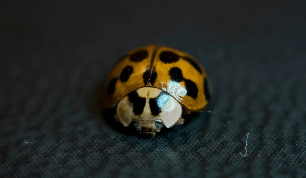 macro picture of asian lady beetle