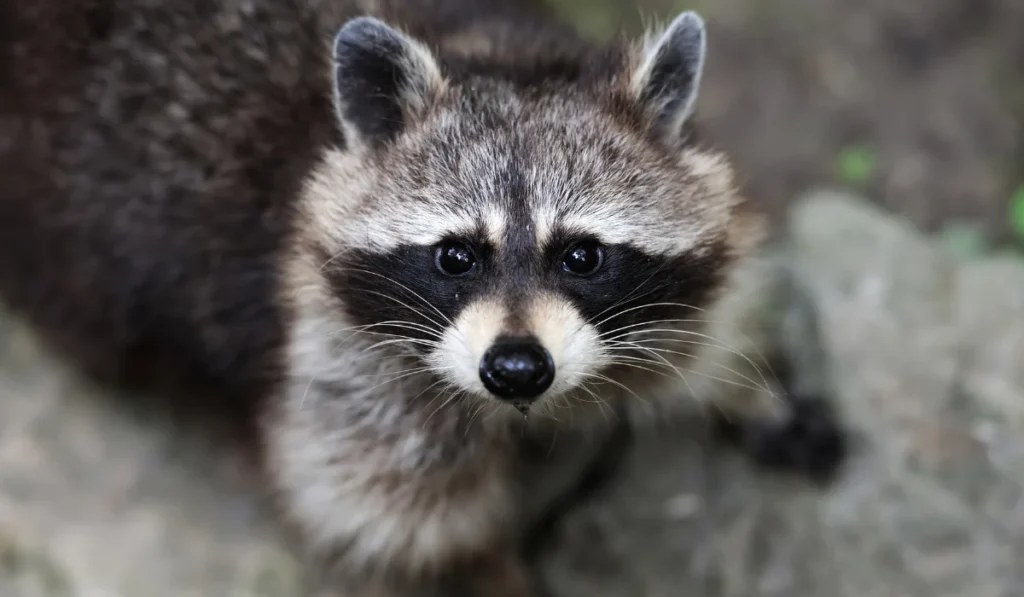 raccoon