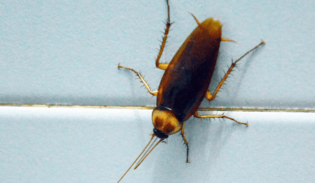 roach in a bathroom