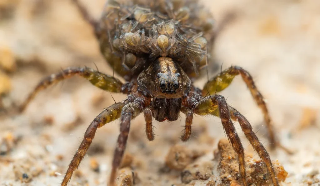 Wolf spider with babies on it's back