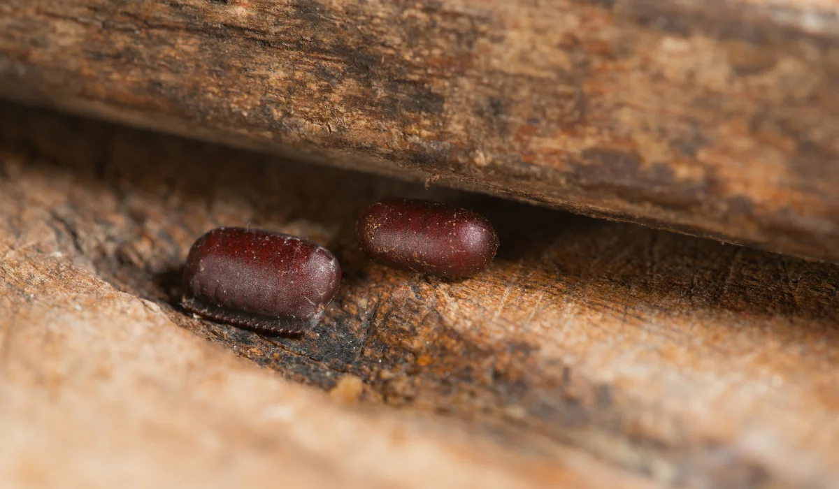 What Cockroach Eggs Look Like in Mobile