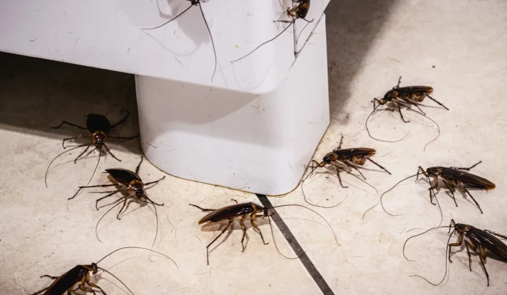 cockroach infestation in the kitchen