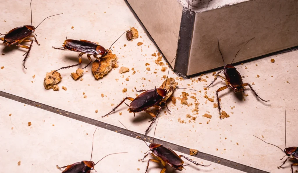 infestation of cockroaches indoors