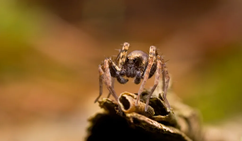 wolf spider