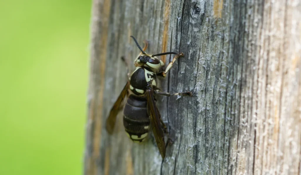 Bald-Faced Hornet on wood surface