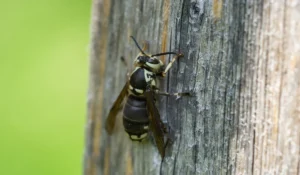 Bald-Faced Hornet on wood surface