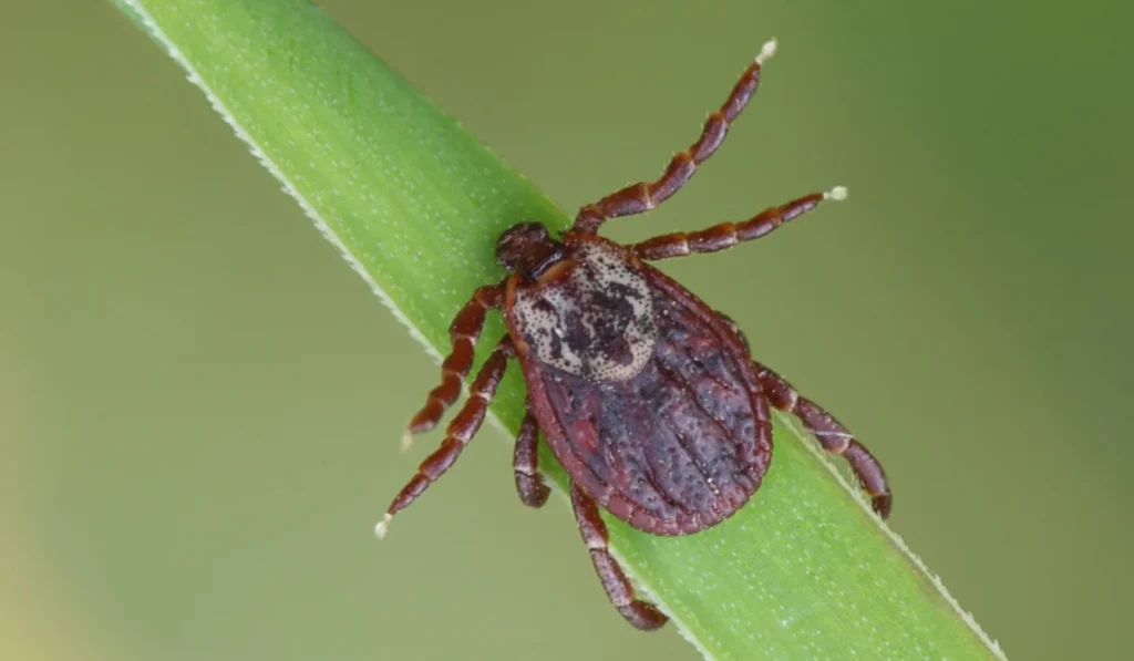 tick