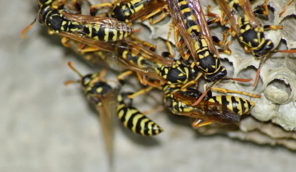 yellowjacket nest
