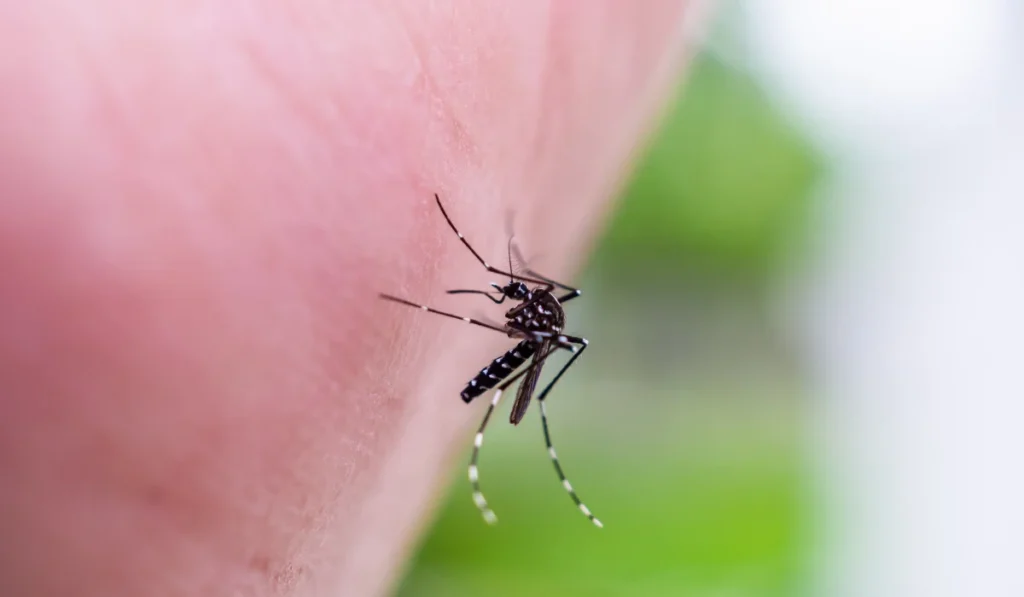 Aedes Mosquitoes